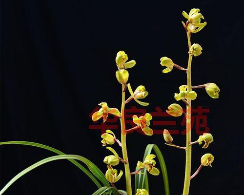 兰草老草种植方法是什么？如何正确进行养护管理？