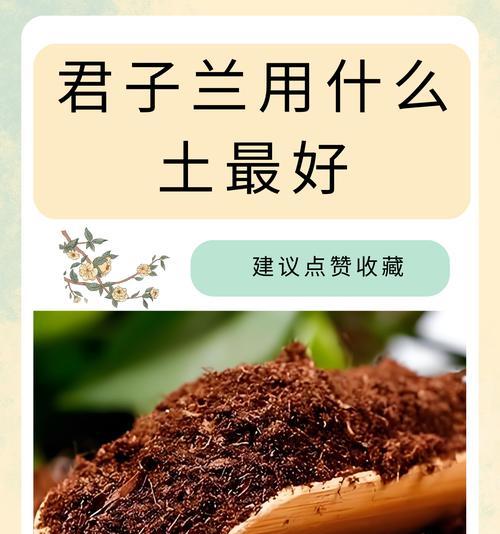 君子兰怎么种植方法？新手入门指南是什么？