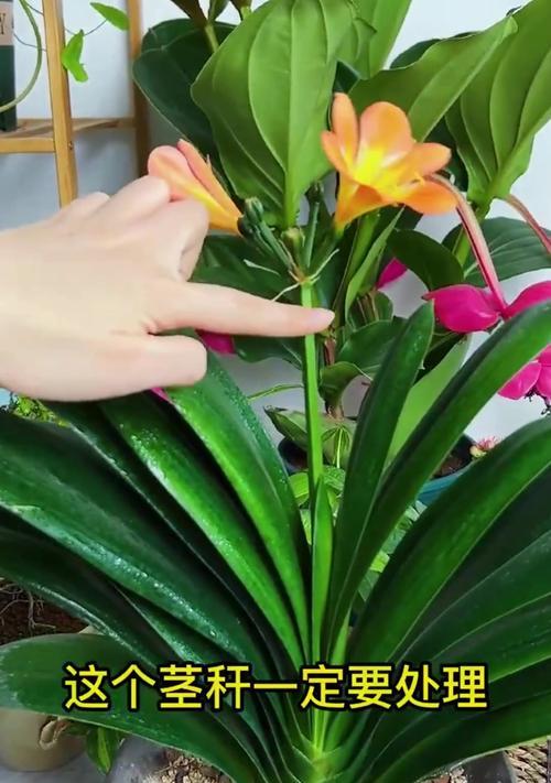 君子兰怎么种植方法？新手入门指南是什么？