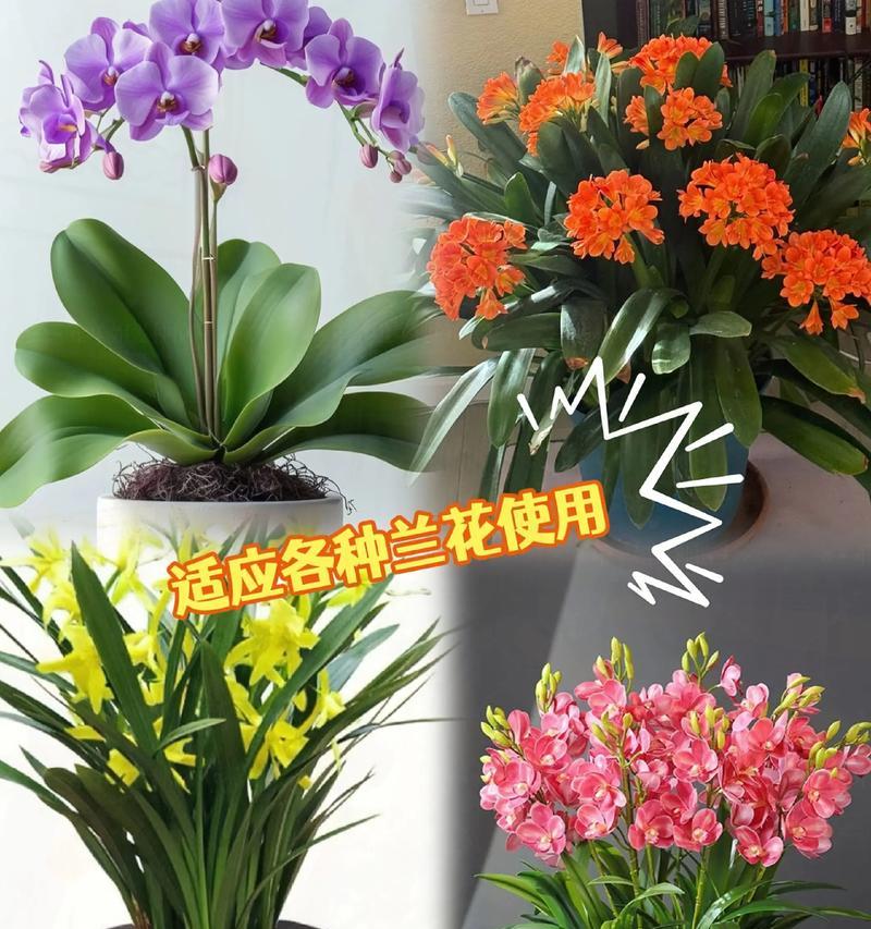 君子兰怎么种植方法？新手入门指南是什么？