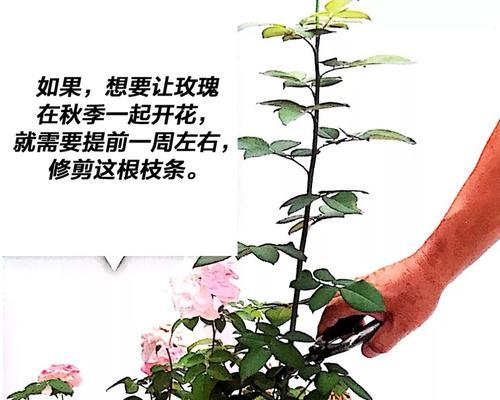 玫瑰网修剪枝条的正确方法是什么？修剪后如何护理？
