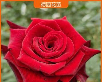 玫瑰网修剪枝条的正确方法是什么？修剪后如何护理？