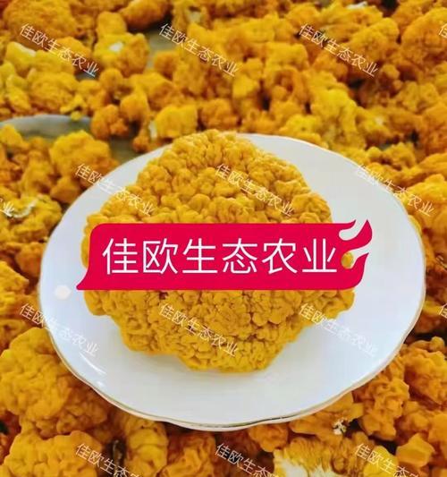 金耳菌种植方法怎么选？有哪些步骤和注意事项？