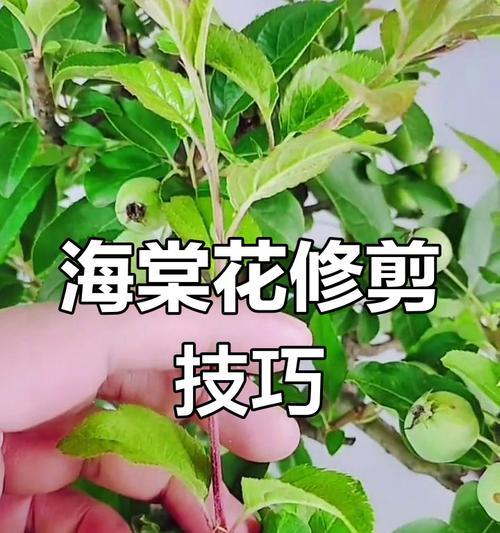 冬季花卉修剪枝条的最佳时机是什么时候？修剪后如何护理？