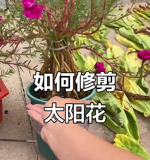 冬季花卉修剪枝条的最佳时机是什么时候？修剪后如何护理？