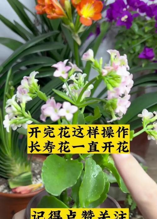 冬季花卉修剪枝条的最佳时机是什么时候？修剪后如何护理？