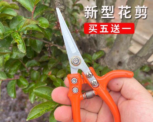 葡萄修剪枝条的最佳时机是什么时候？修剪后如何管理？