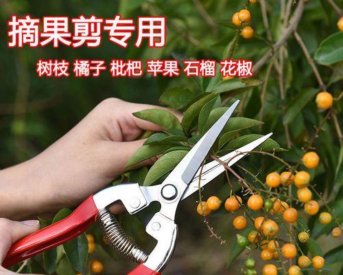 葡萄修剪枝条的最佳时机是什么时候？修剪后如何管理？