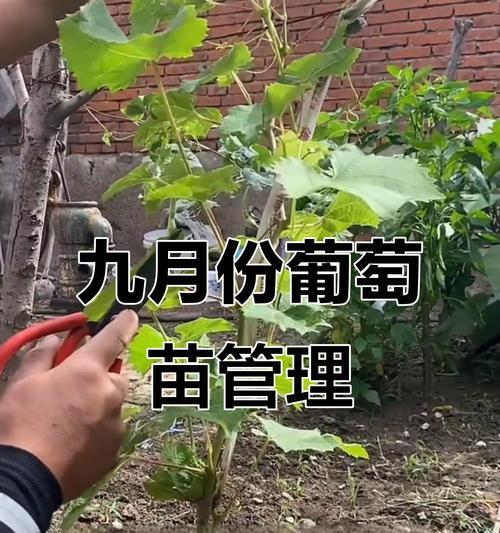 葡萄修剪枝条的最佳时机是什么时候？修剪后如何管理？