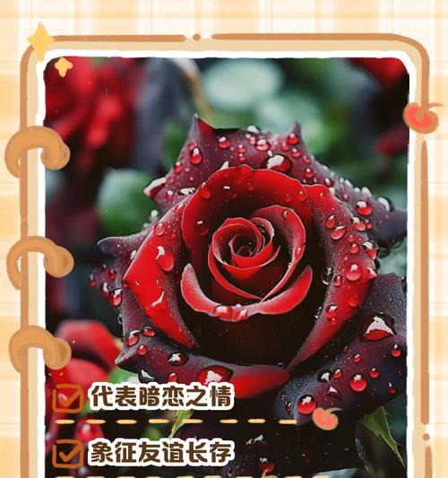 104朵花代表什么含义？花语背后的深层意义是什么？