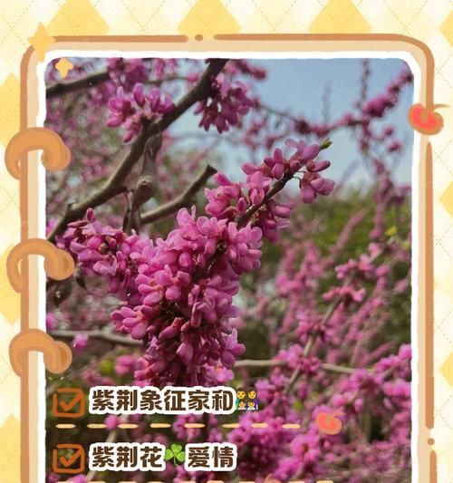 104朵花代表什么含义？花语背后的深层意义是什么？