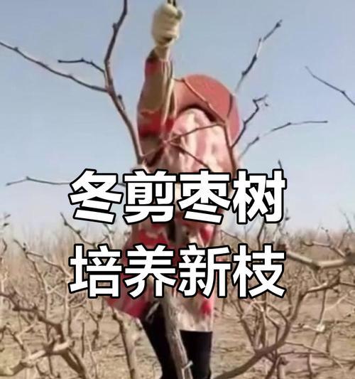 主干枣树修剪枝的最佳方法是什么？如何确保修剪效果最佳？