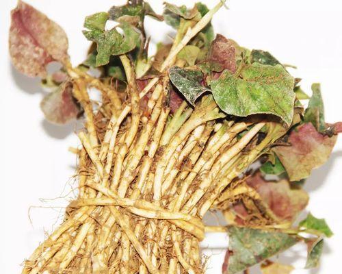 鱼腥草种催芽的最佳方法是什么？需要多长时间才能发芽？