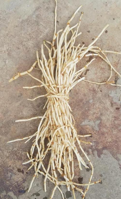鱼腥草种催芽的最佳方法是什么？需要多长时间才能发芽？