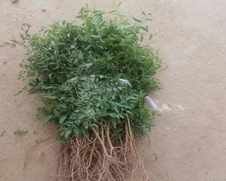 山枣插枝种植方法是什么？如何提高成活率？