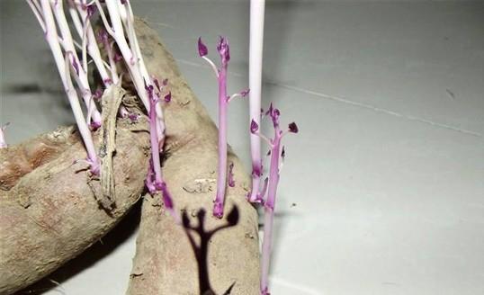 红薯土培催芽方法是什么？需要多长时间才能发芽？