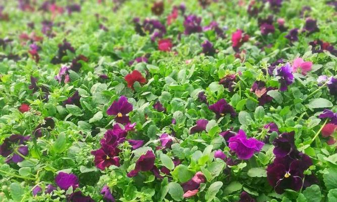 三色茎种植方法是什么？如何正确种植三色茎？