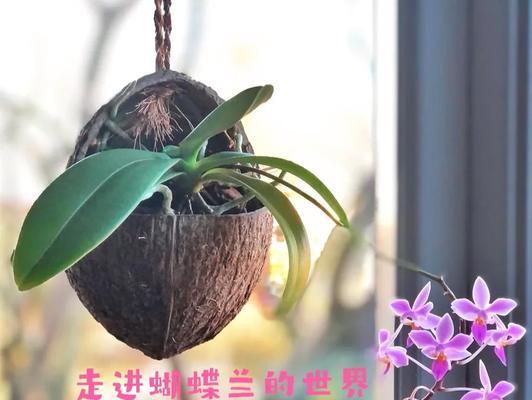 帝王花催芽法怎么用的呢？步骤和注意事项是什么？