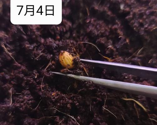 帝王花催芽法怎么用的呢？步骤和注意事项是什么？