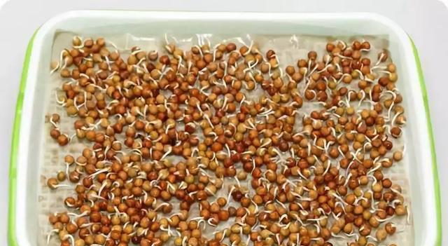 老菜催芽的最佳方法是什么？步骤和注意事项有哪些？