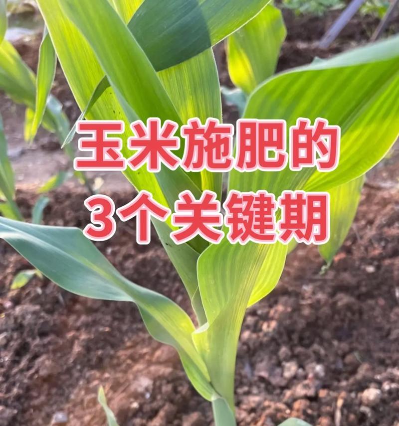 玉米催芽不出芽的原因及解决方法？
