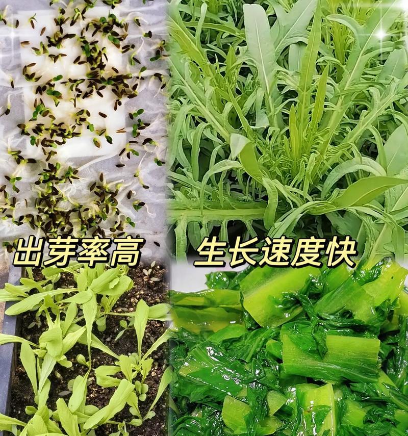 苦麦菜催芽方法是什么？如何正确种植苦麦菜？