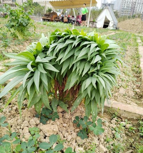 苦麦菜催芽方法是什么？如何正确种植苦麦菜？