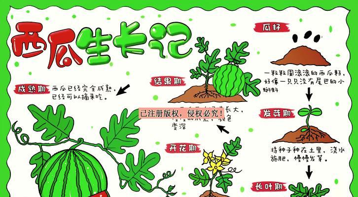西瓜籽催芽的最佳方法是什么？需要多长时间才能发芽？