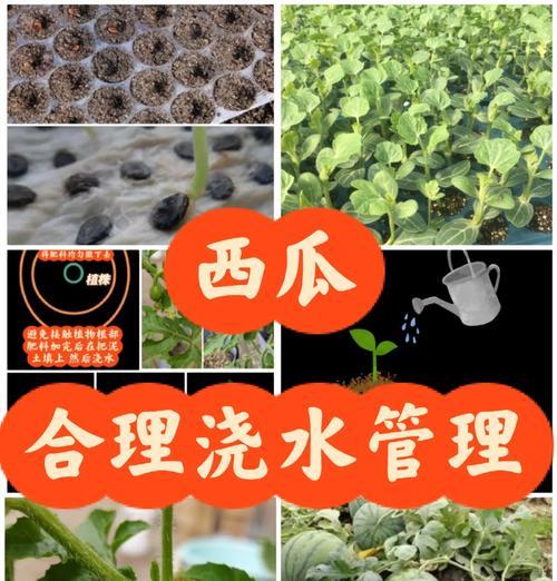 西瓜籽催芽的最佳方法是什么？需要多长时间才能发芽？