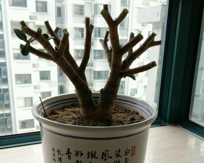玉树修剪枝叶的最佳时机是什么时候？如何正确修剪？