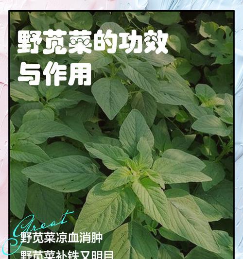 苋菜催芽后如何正确种植？步骤和注意事项是什么？