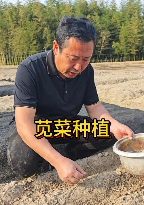 苋菜催芽后如何正确种植？步骤和注意事项是什么？