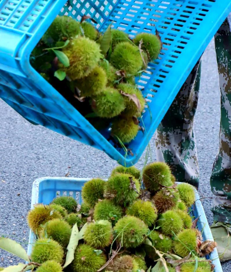 板栗怎么种植方法？种植板栗有哪些常见问题？