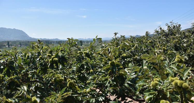 板栗怎么种植方法？种植板栗有哪些常见问题？