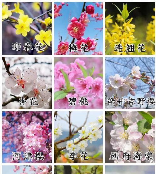 104朵花代表什么？花语含义及常见问题解答？