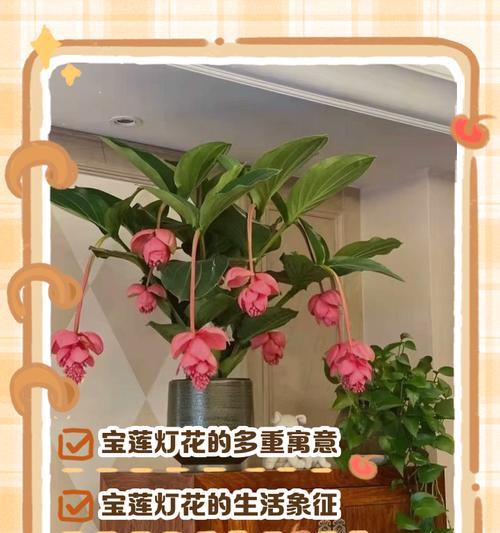 104朵花代表什么？花语含义及常见问题解答？