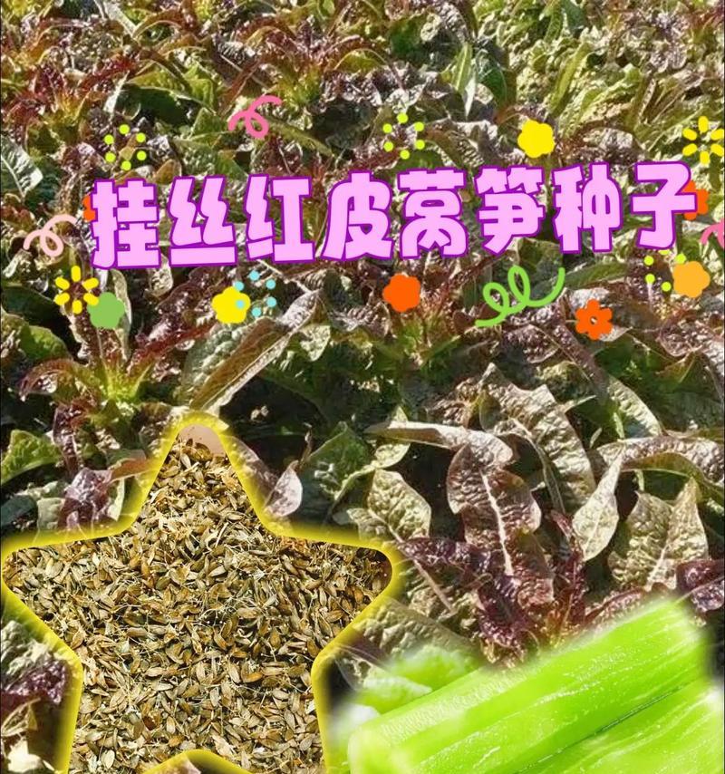 莴笋种子催芽方法是什么？需要多长时间才能发芽？