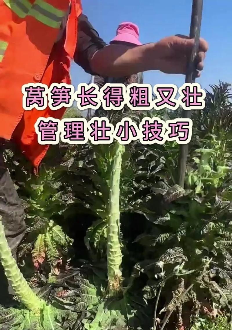 莴笋种子催芽方法是什么？需要多长时间才能发芽？