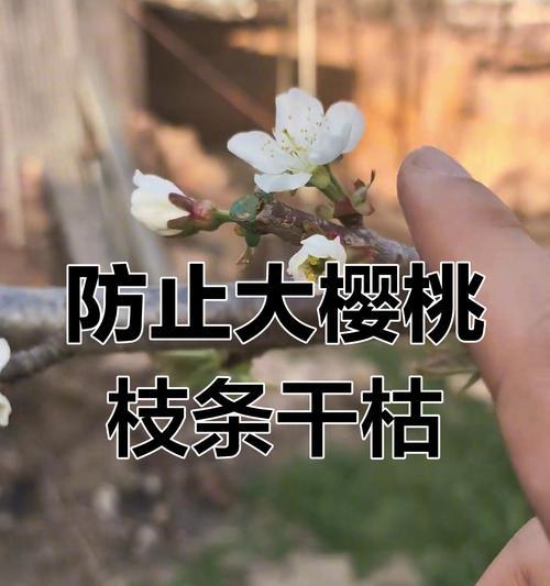 春季樱桃树修剪枝条的正确方法是什么？修剪后如何促进生长？