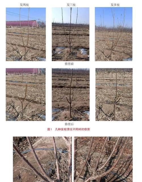 春季樱桃树修剪枝条的正确方法是什么？修剪后如何促进生长？