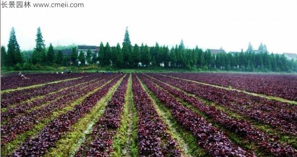 紫苏种子种植方法是什么？如何正确种植紫苏？