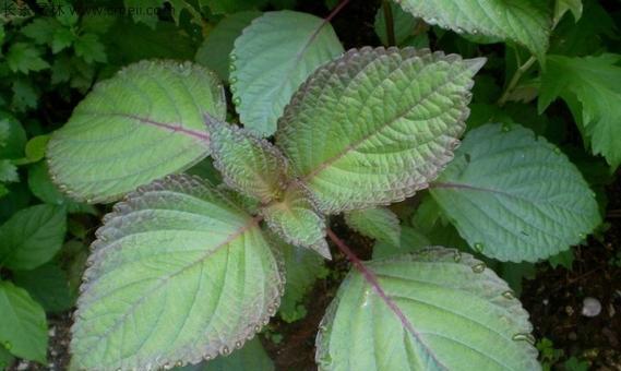 紫苏种子种植方法是什么？如何正确种植紫苏？