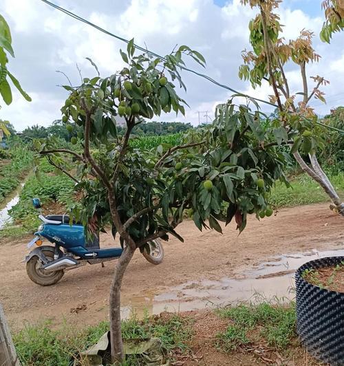 荔枝花水养种植技巧有哪些？如何确保成活率高？