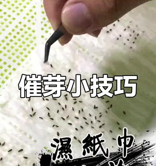种子催芽需要多少温度？最佳催芽温度是多少？