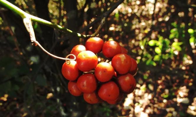 春花果实怎么种植方法？步骤和注意事项是什么？