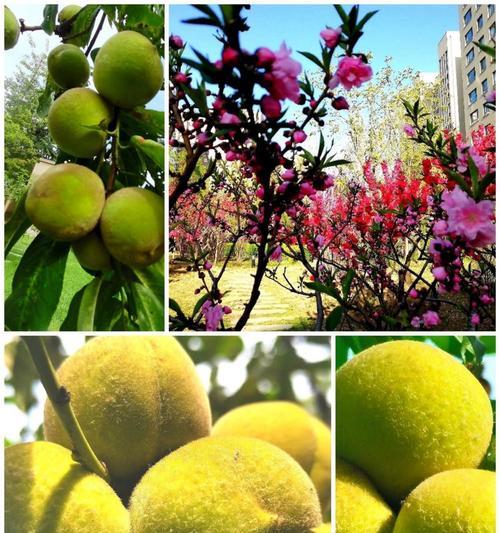 春花果实怎么种植方法？步骤和注意事项是什么？