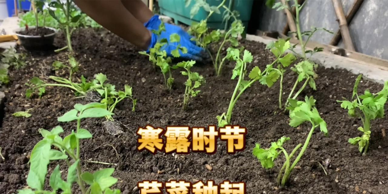 香芹催芽种植方法是什么？如何提高香芹种子发芽率？
