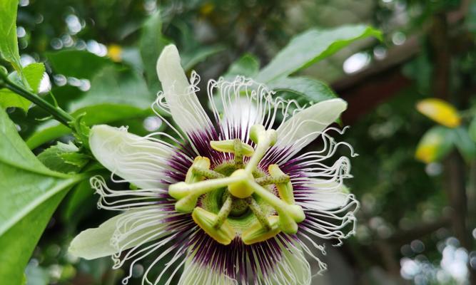 百香果藤种植方法有哪些？如何确保种植成功？