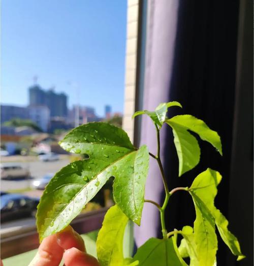 百香果藤种植方法有哪些？如何确保种植成功？