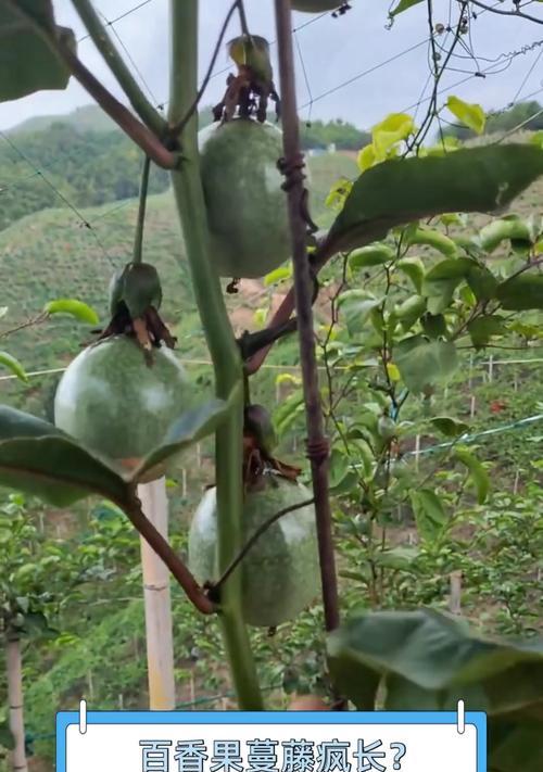 百香果藤种植方法有哪些？如何确保种植成功？